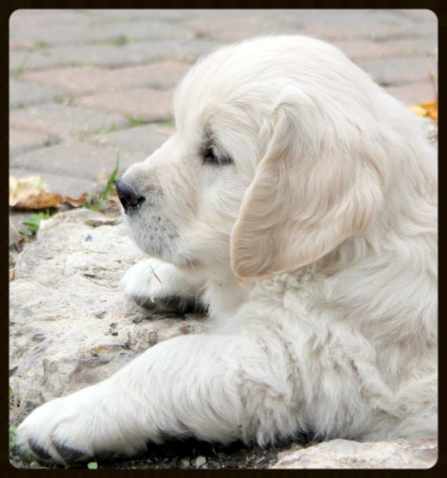 √√ Golden Retriever Puppies Near Me Manitoba Canada Buy Puppy In Your